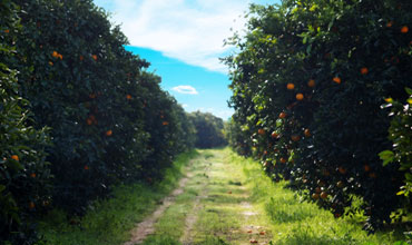 Photo of Greek field