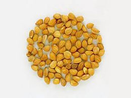 ΜΑΧΛΕΠΙ (Ολόκληρο)