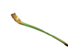 ΚΕΡΑΣΟΟΥΡΕΣ