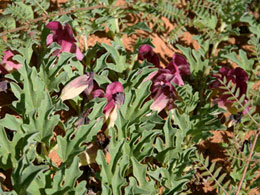 ΑΡΠΑΓΟΦΥΤΟ