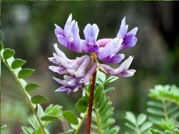 ΑΣΤΡΑΓΑΛΟΣ