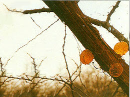 ΓΟΜΜΑ ΑΡΑΒΙΑΣ