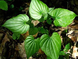 ΔΙΟΣΚΟΥΡΙΑ