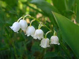 ΚΑΜΒΑΛΛΑΡΙΑ