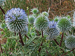 ΚΑΡΔΟΣ ΚΝΙΚΟΣ (ΣΤΑΥΡΑΓΚΑΘΟ)